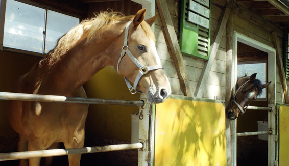 鈴蘭騎馬俱樂部/騎馬體驗の写真