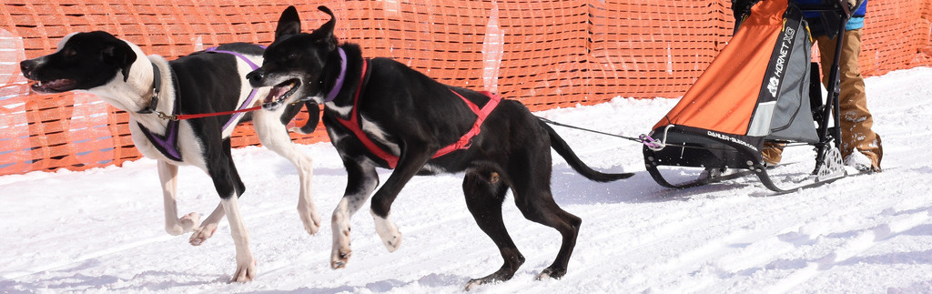Eniwa Dog Sled Race<br>※This event was cancelled in 2021. <br>Please note that all program information is from 2019.